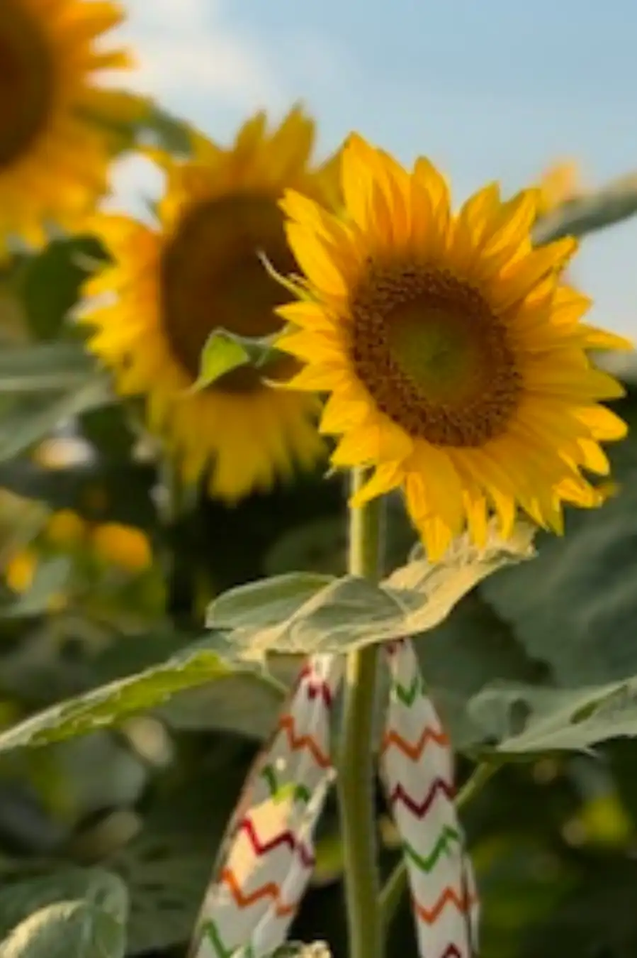 The Sunflower Experience Image